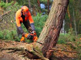 Best Stump Grinding and Removal  in Sumner, IL